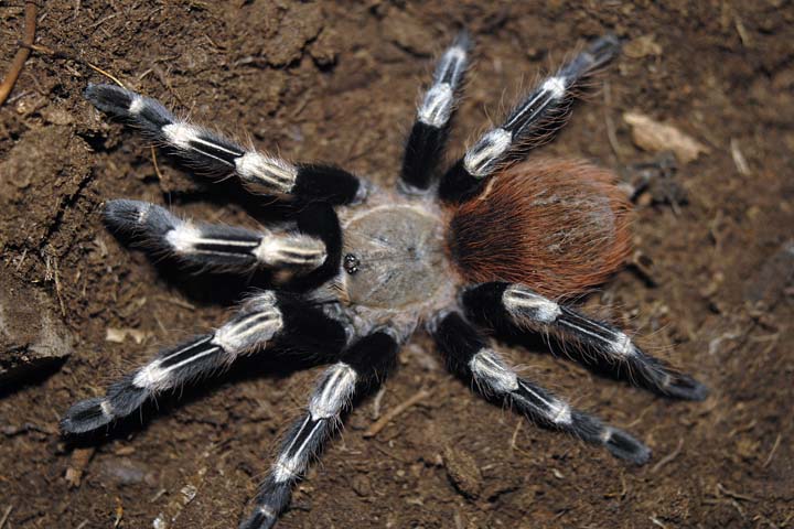 N. chromatus