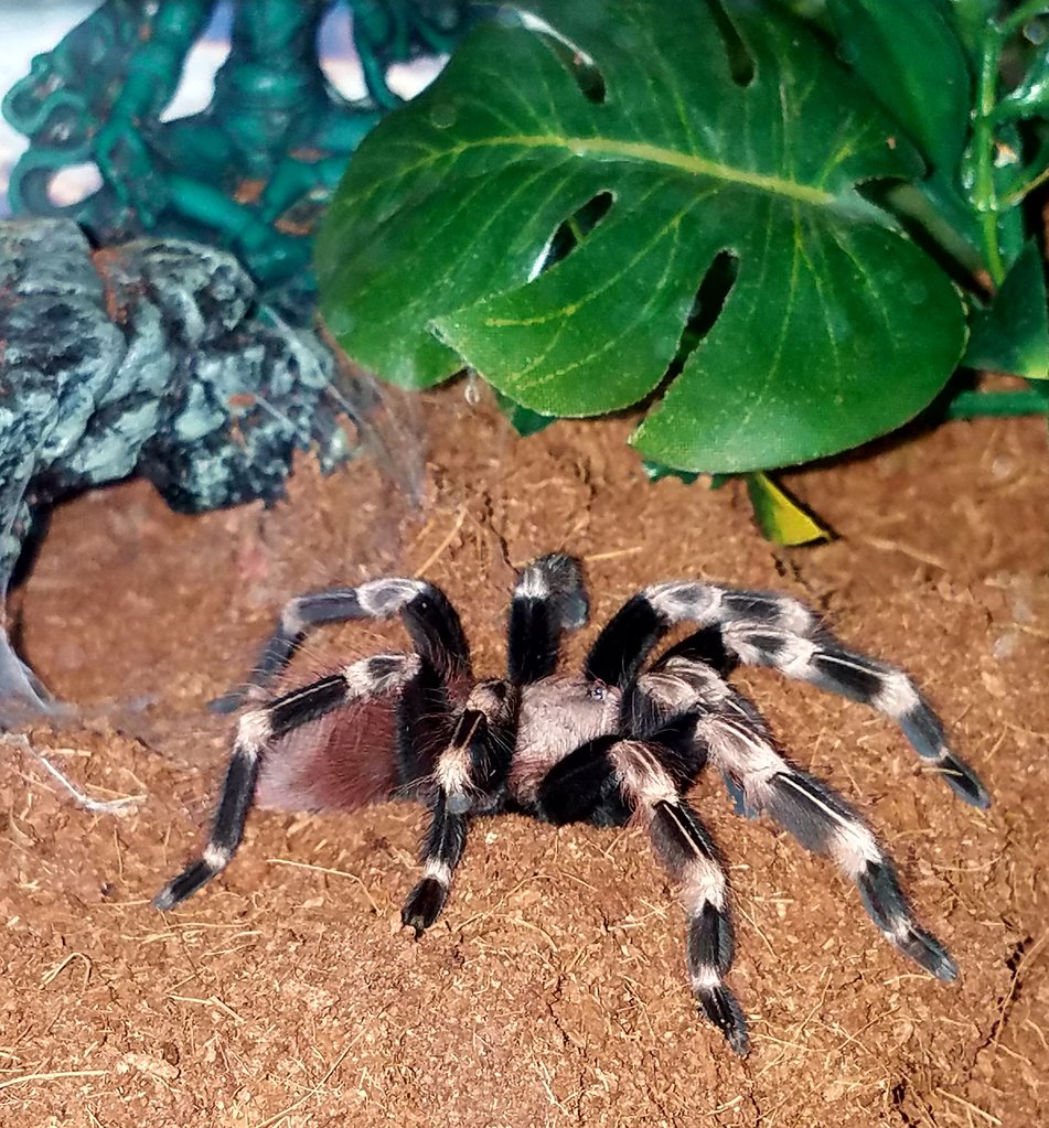 N. chromatus