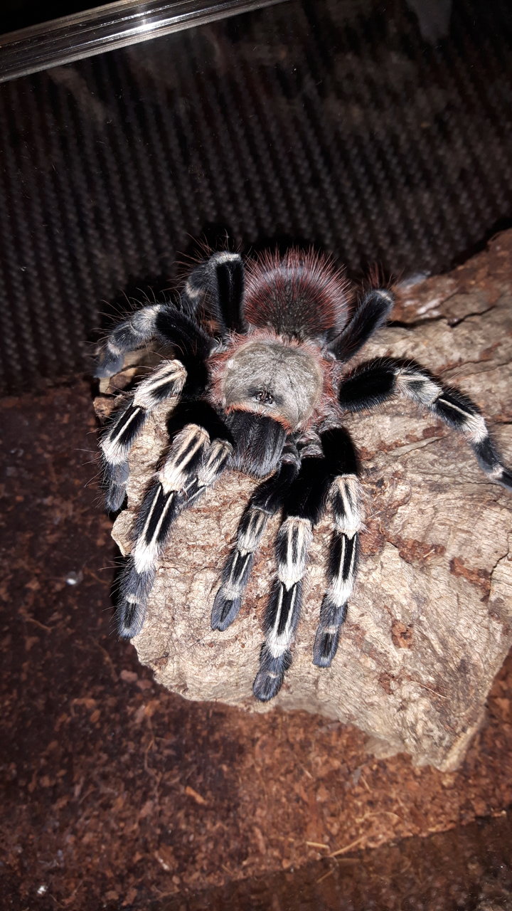 N.chromatus