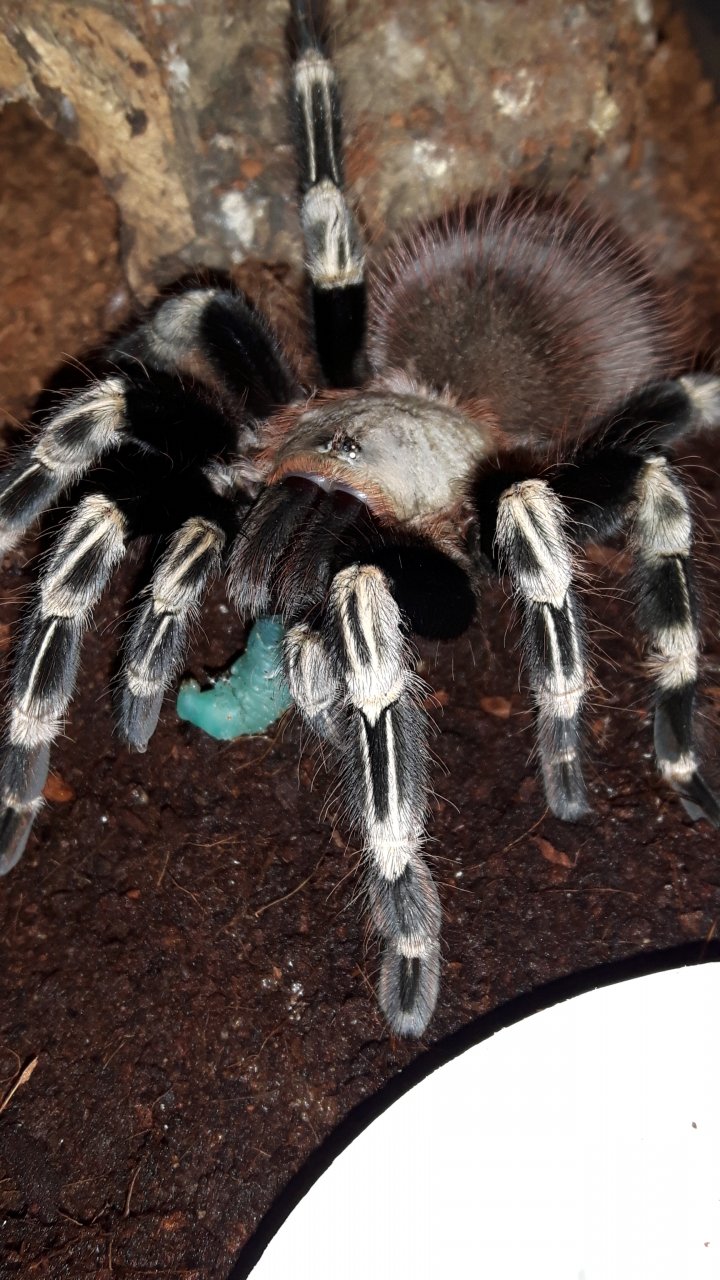 N.chromatus