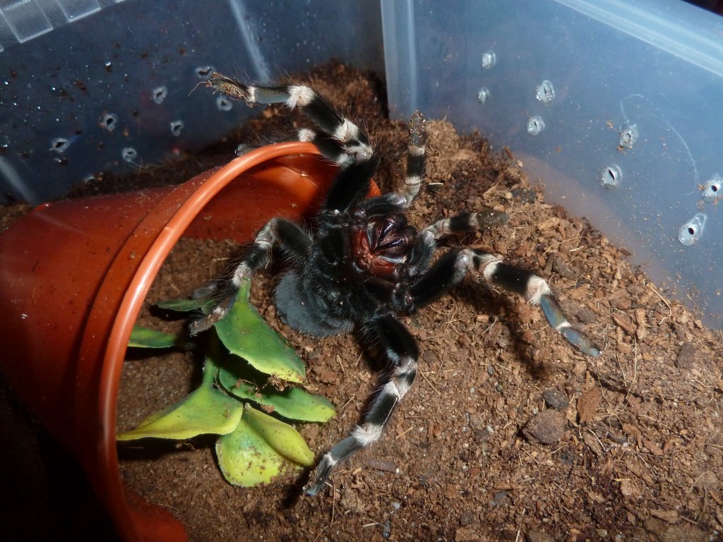 N.chromatus