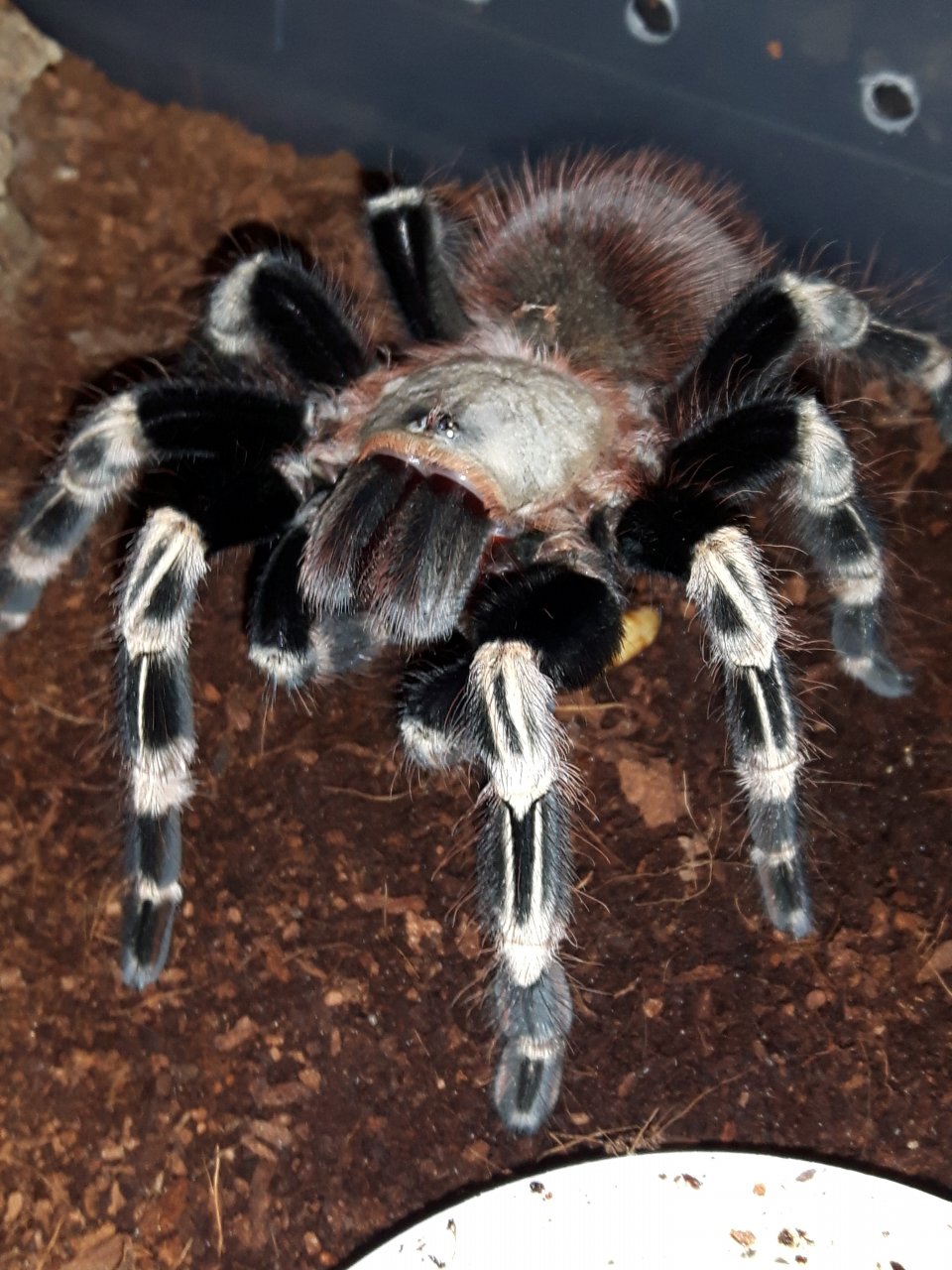 N.chromatus