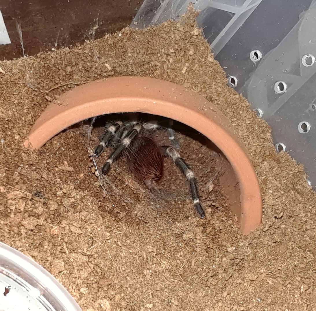 N. chromatus