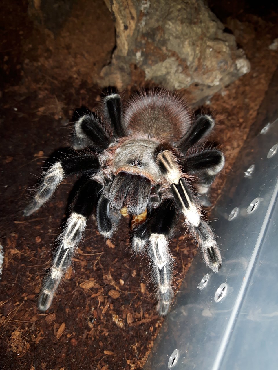 N.chromatus