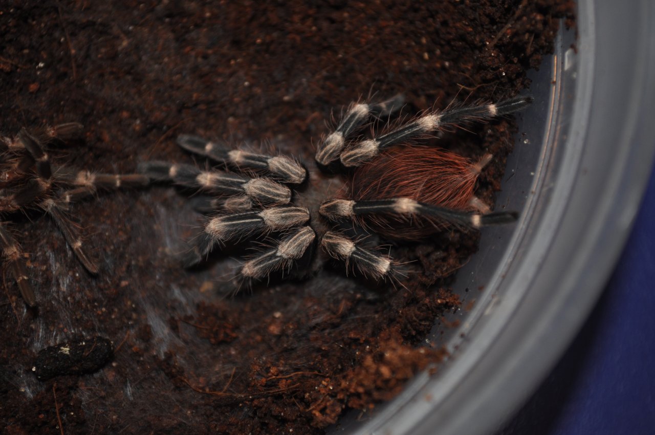 N. chromatus