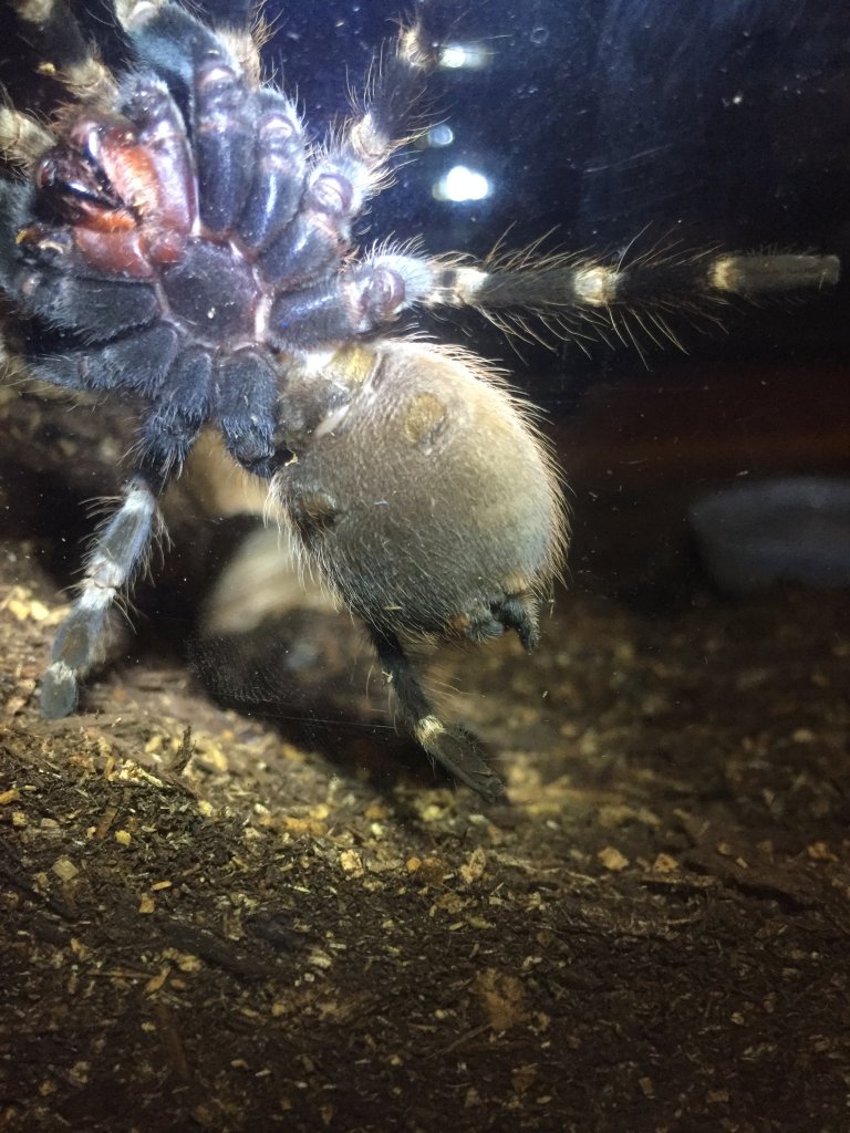 N. Chromatus