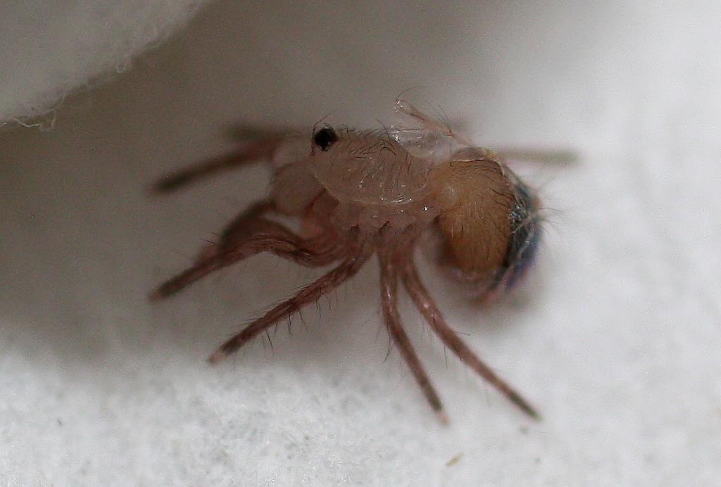 N. Chromatus