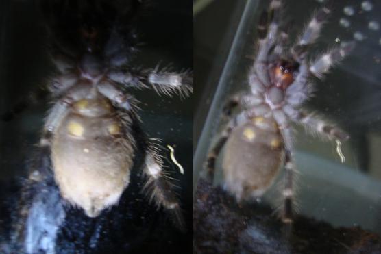 N. coloratovillosus 3" LS: