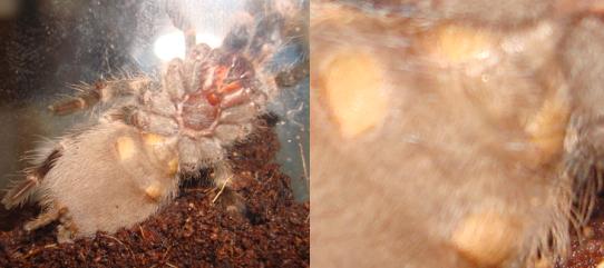 N. coloratovillosus 3" LS: