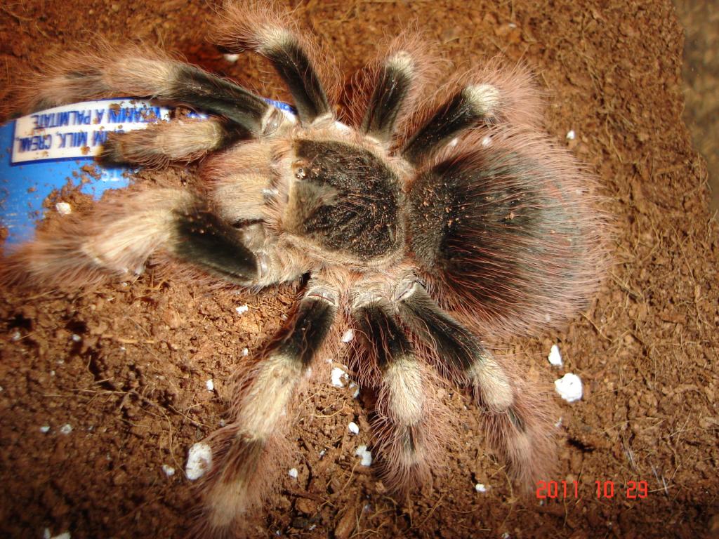 N COloratovilousus