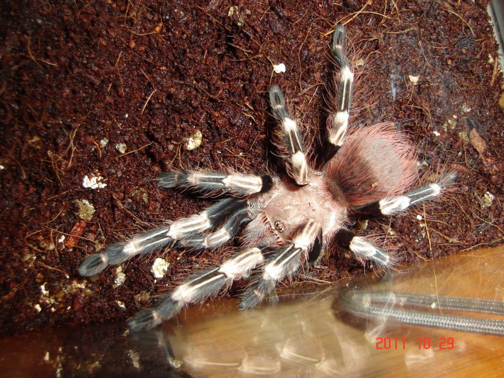 N cromatis