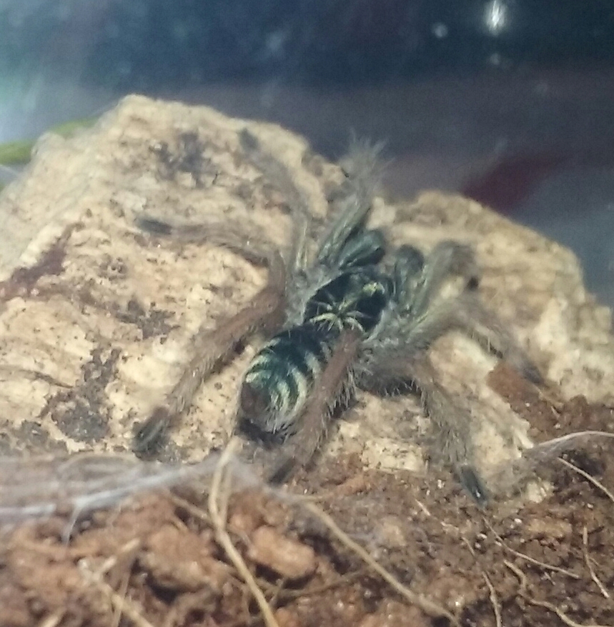 N. fasciaaurinigra