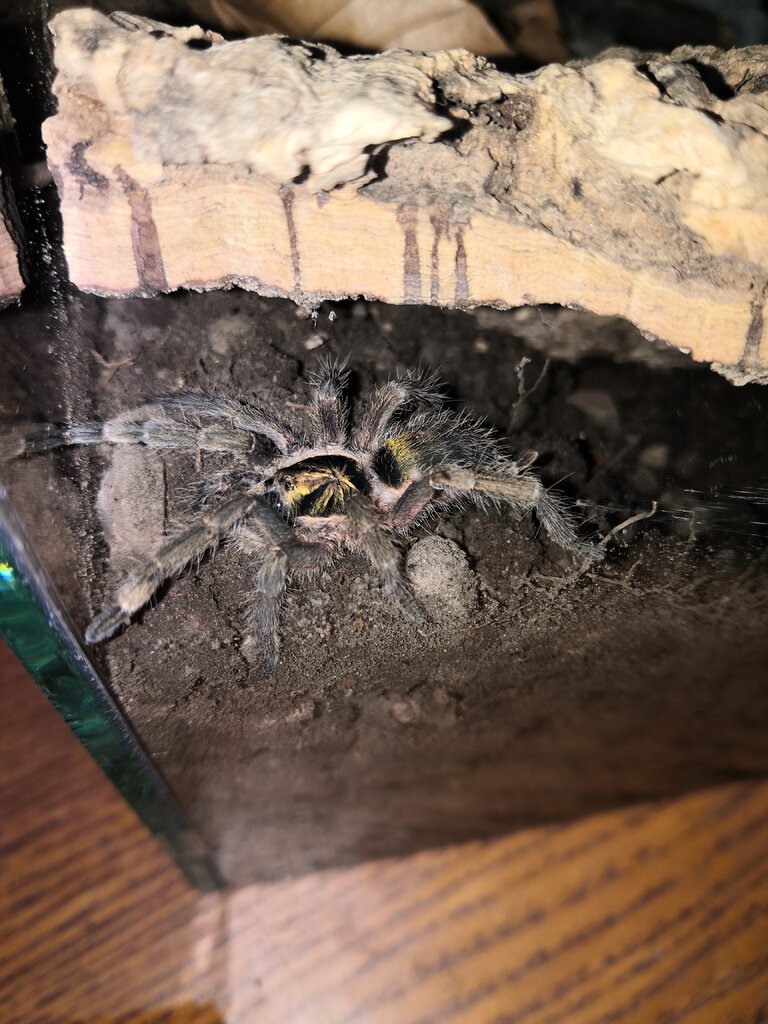 N. incei exploring new enclosure