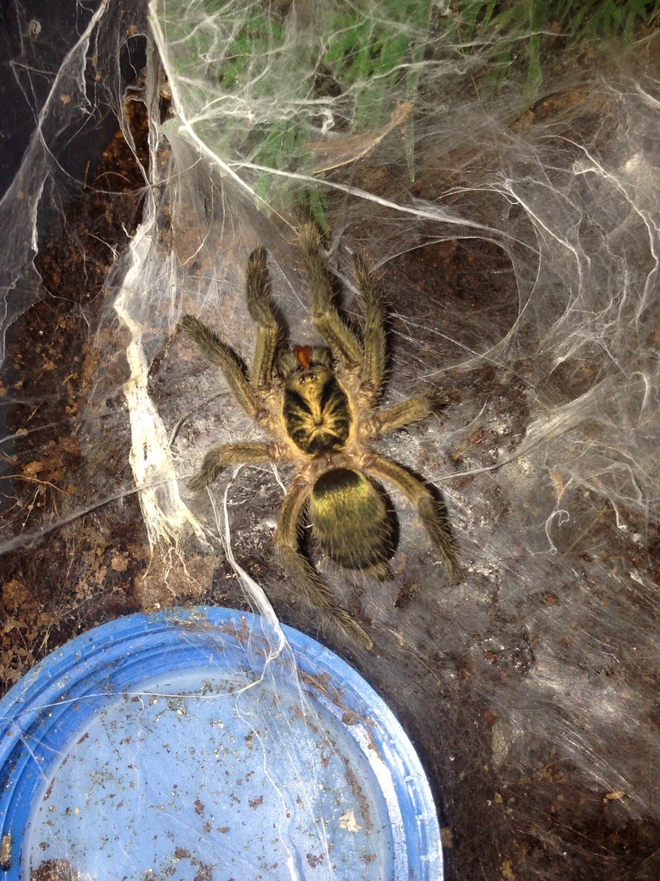 N. incei Feeding