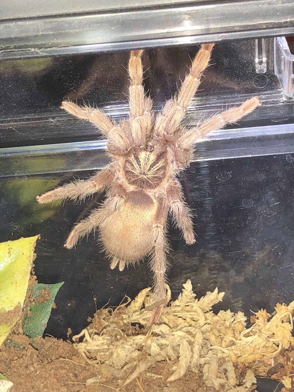 N. incei "gold" female