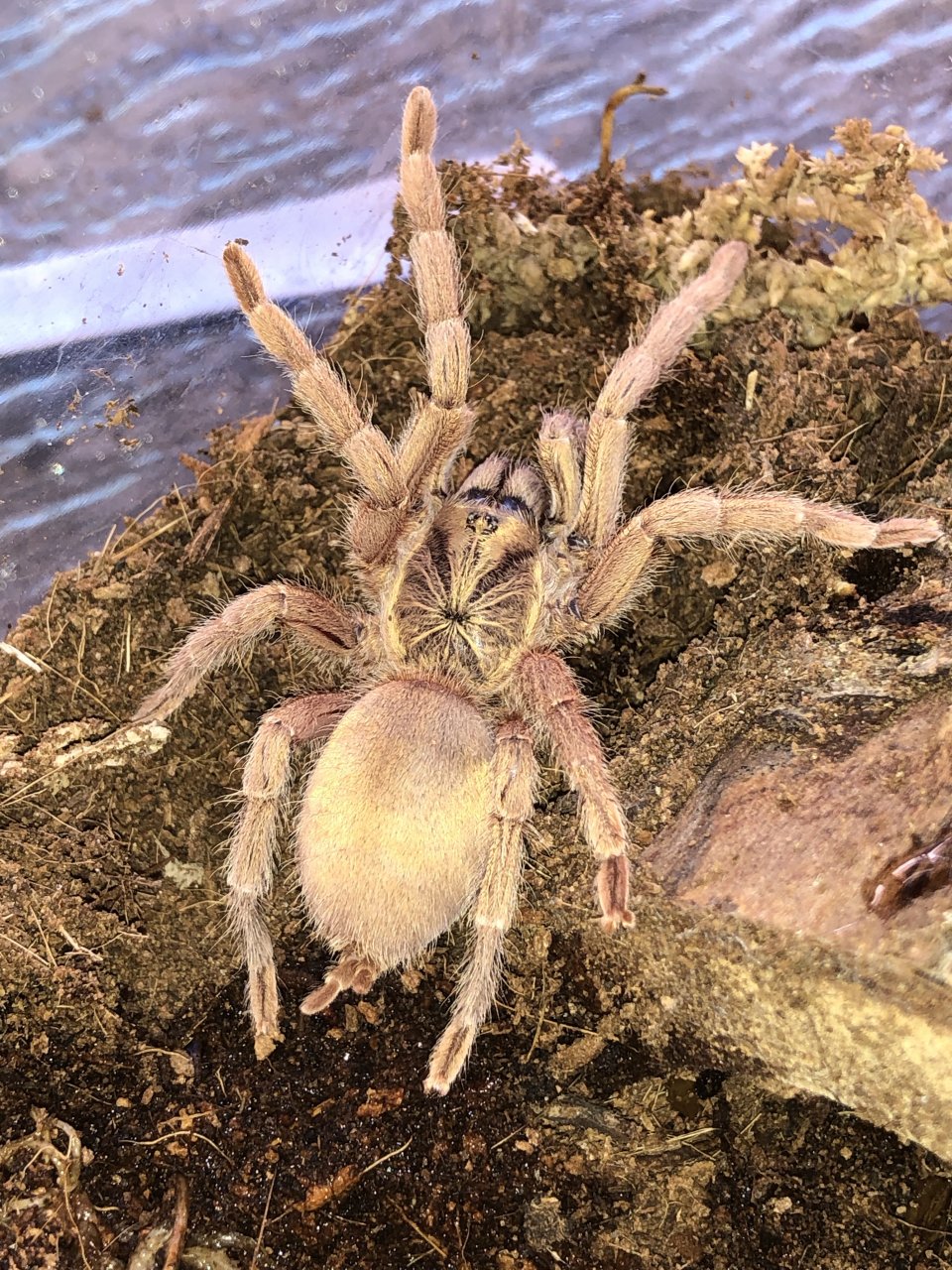 N. incei "Gold Form" female