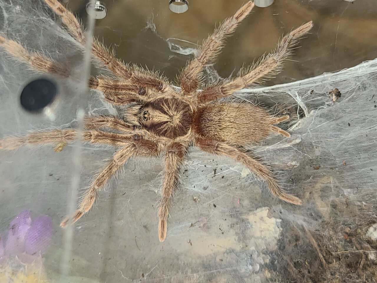 N. Incei gold mature male