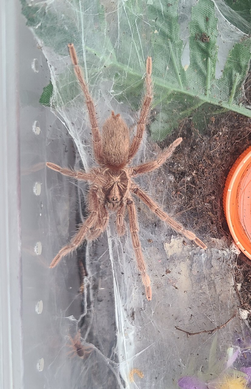 N. Incei gold mature male