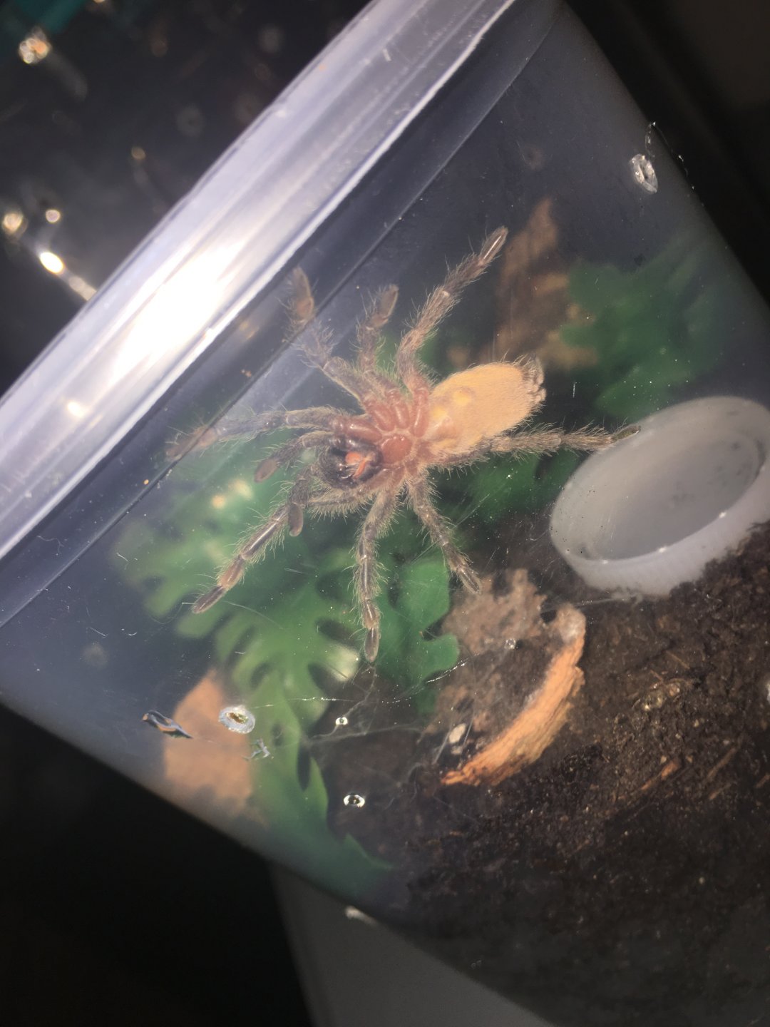 N. incei sling