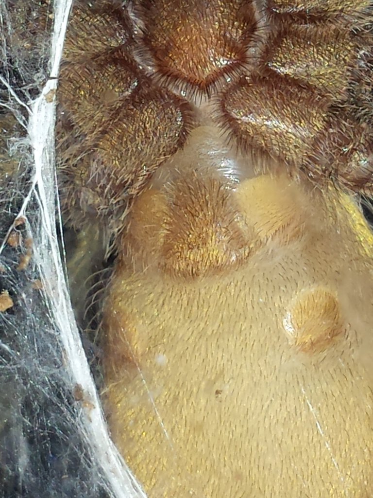 N. incei ventral shot