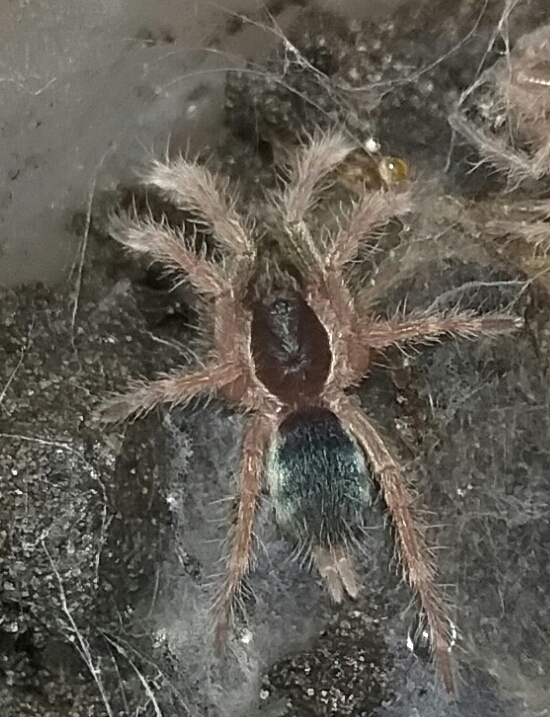 N. incei