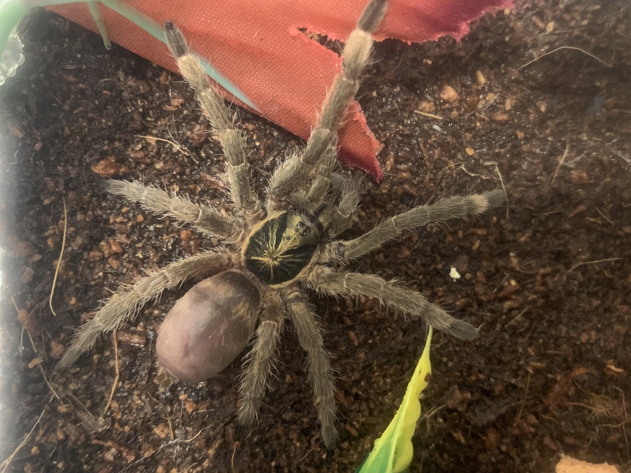 N. Incei