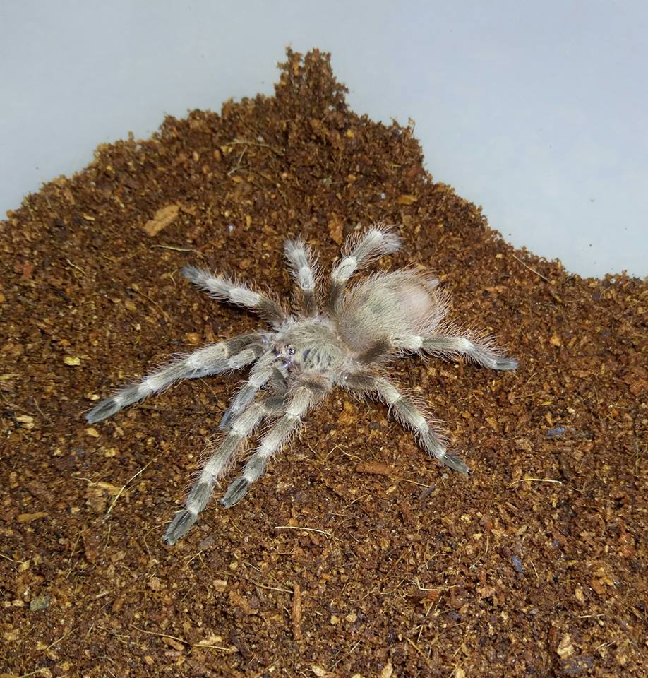 N.tripepii. 2.5 inch DLS