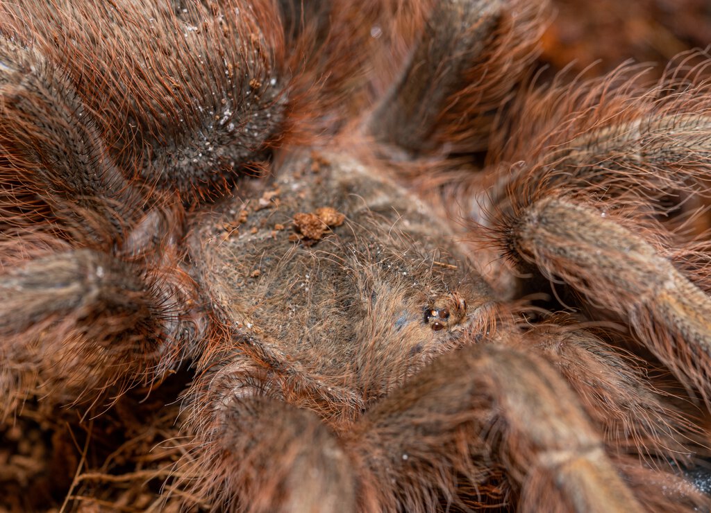 N tripepii female upclose