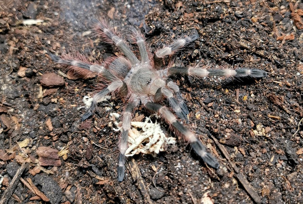 N.tripepii juvenile