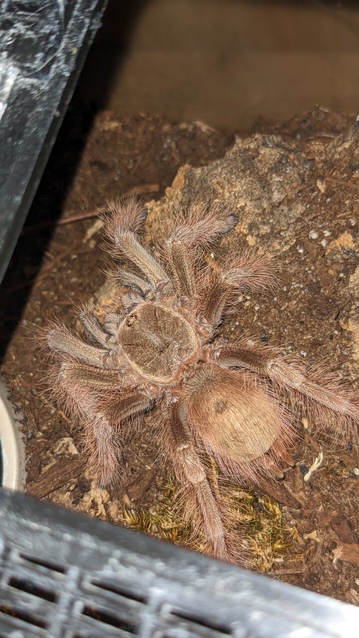 N. tripepii juvenile