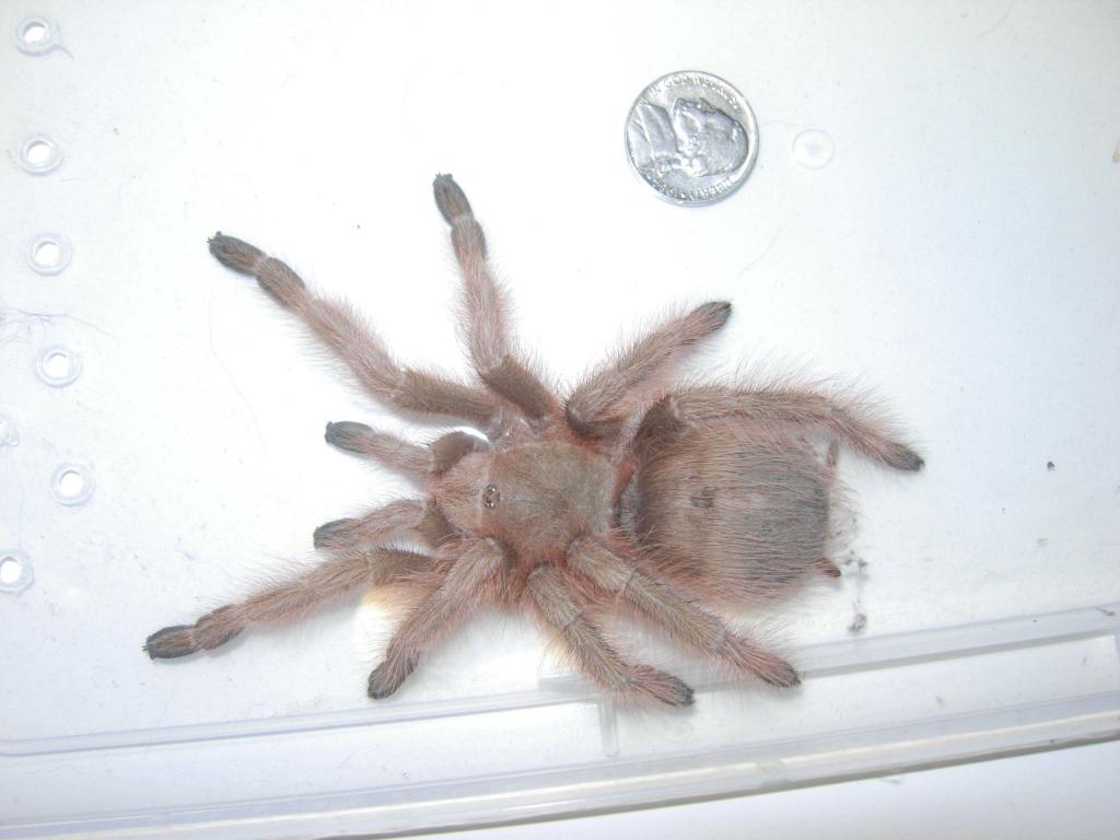 N. Tripepii