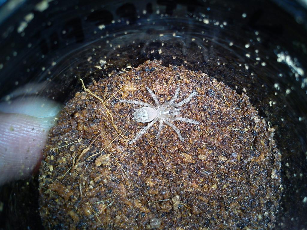 N. tripepii