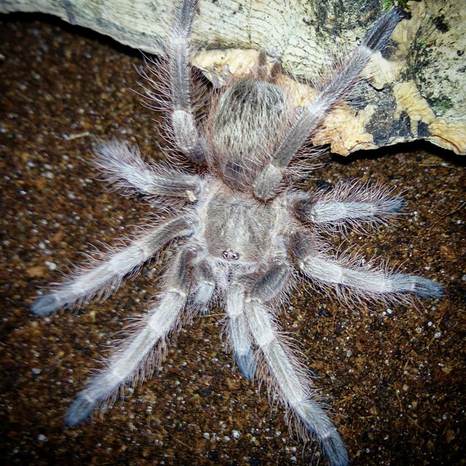 N.Tripepii