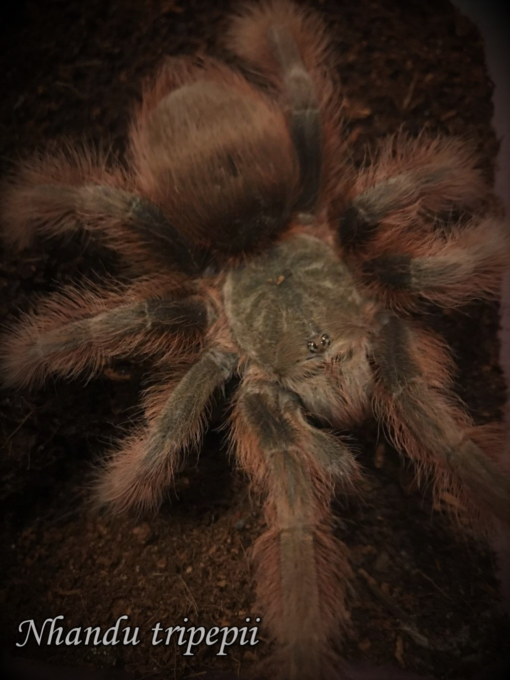 N. tripepii