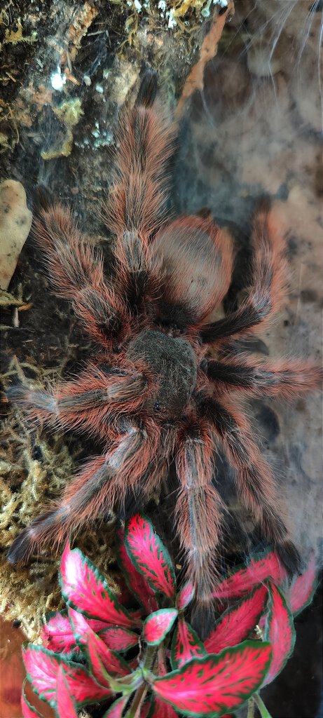 N. tripepii