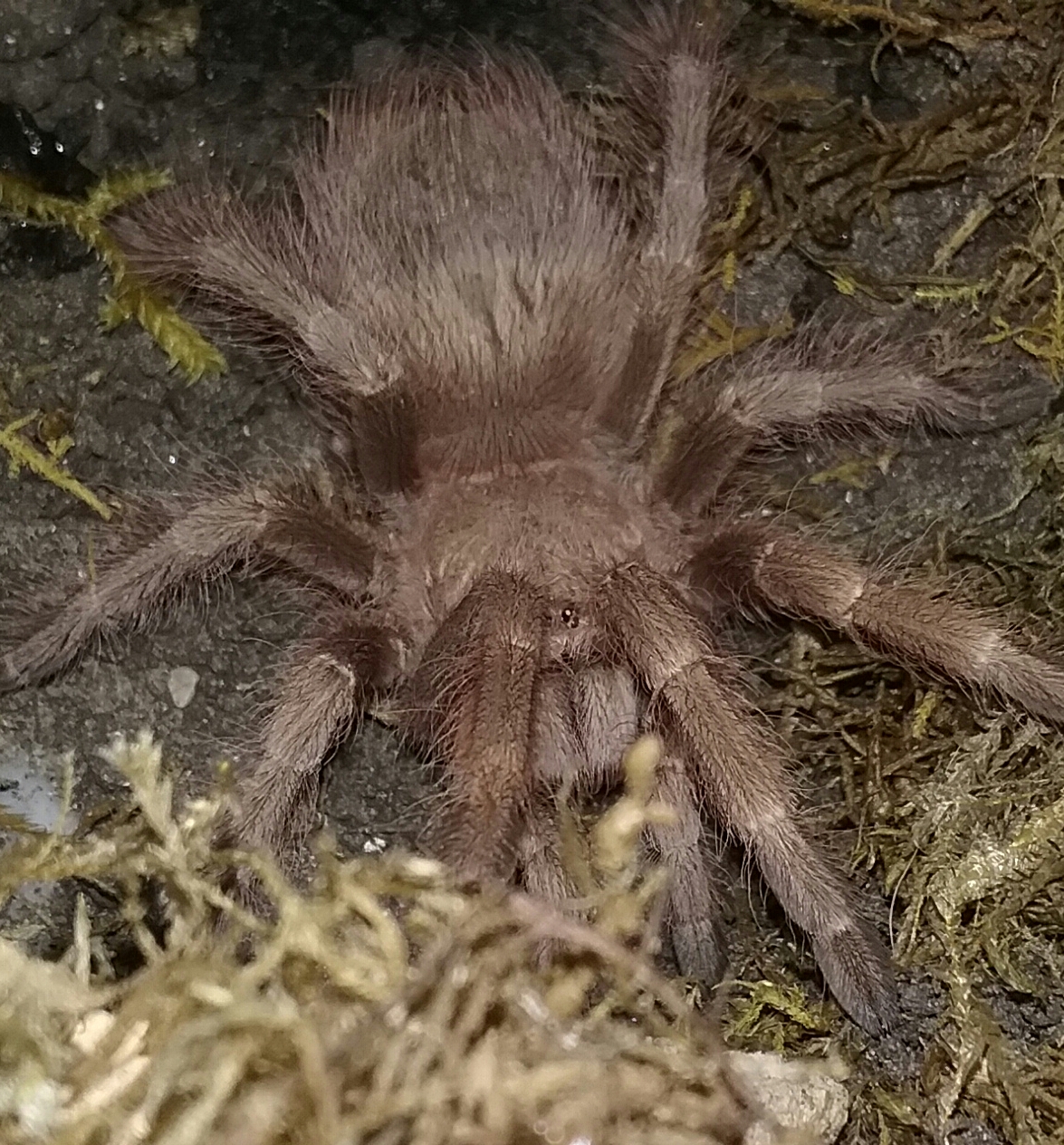 N. tripeppii [front]