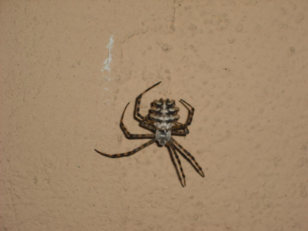 Name This Spider