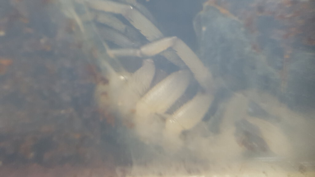 Namea sp. Freshly molted