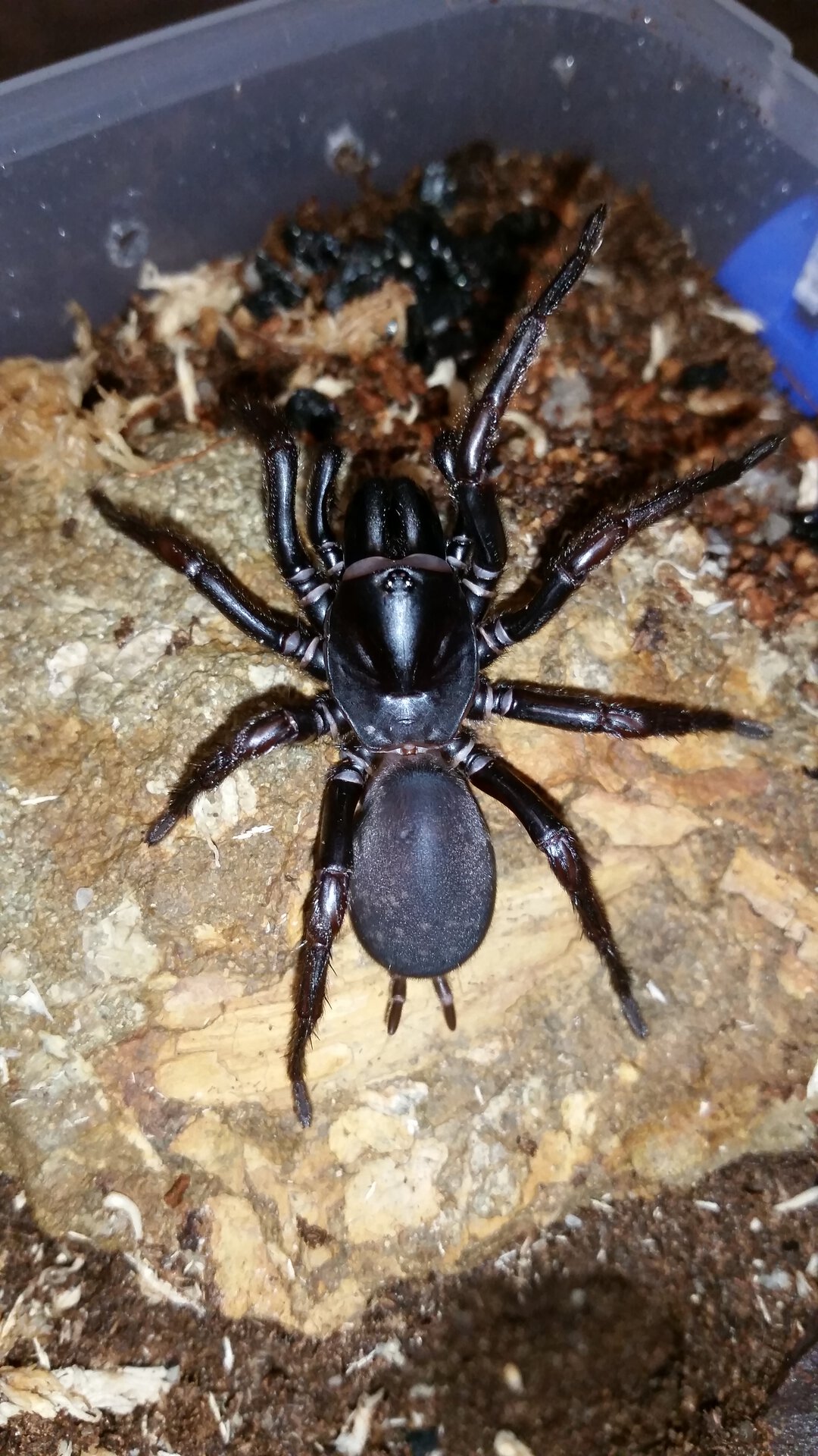 Namea sp. Tamborine "black"