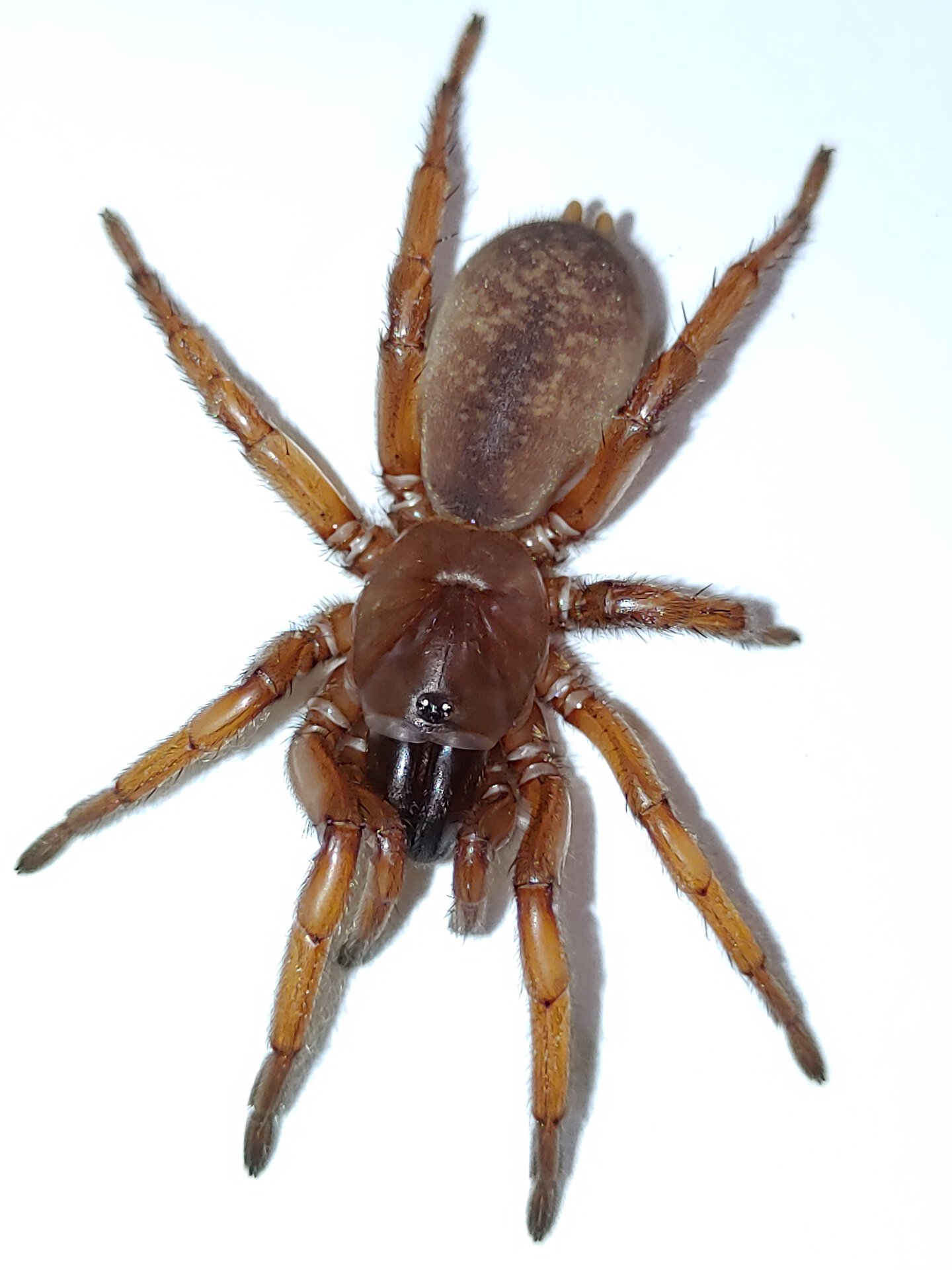 Namea sp. Toowoomba