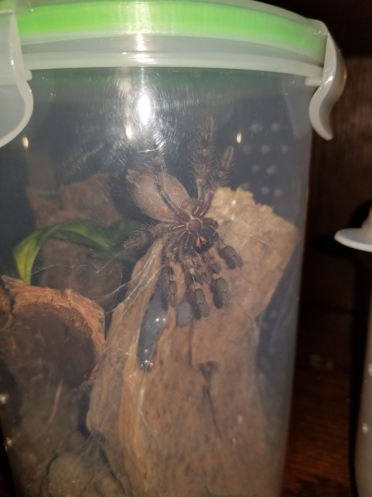 Nap time (Poecilotheria regalis)