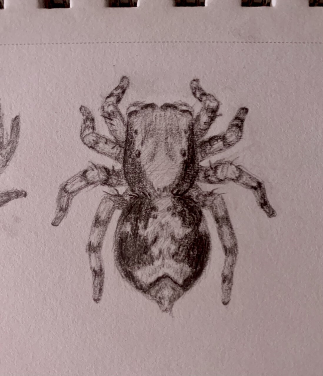 Naphrys pulex Female Sketch