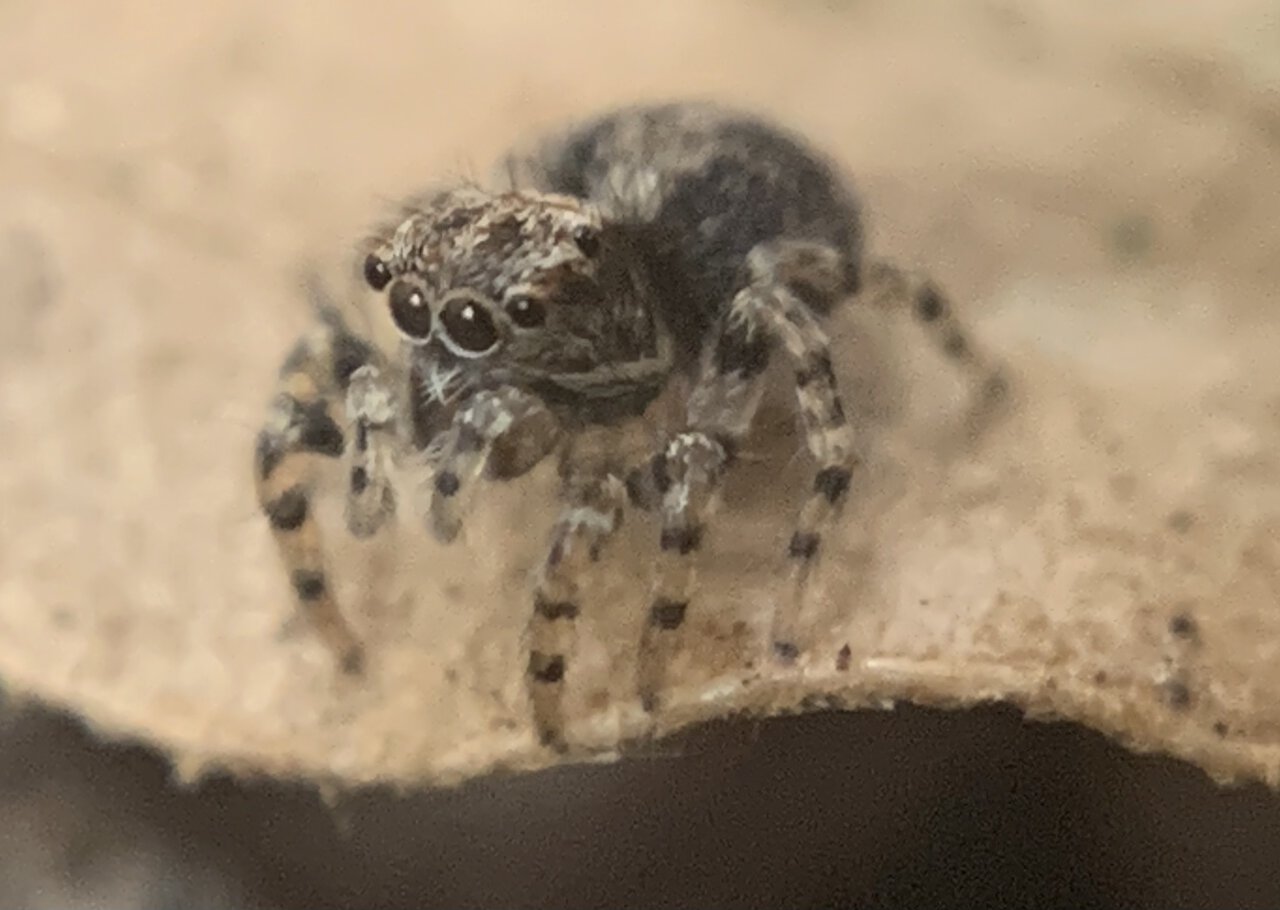 Naphrys Pulex Juvenile 3mm