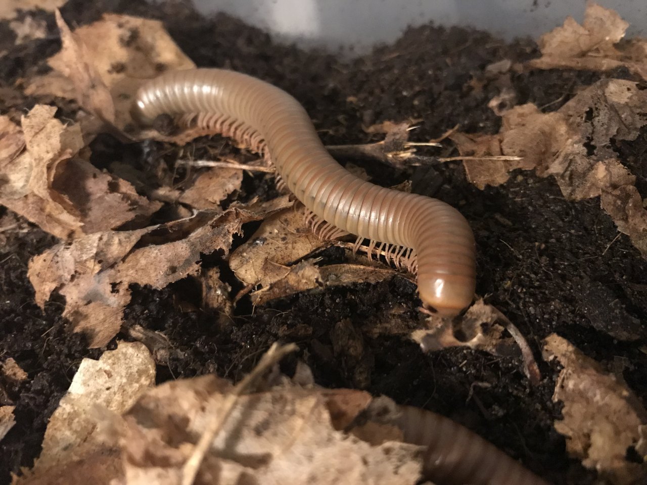 Narceus americanus millipede