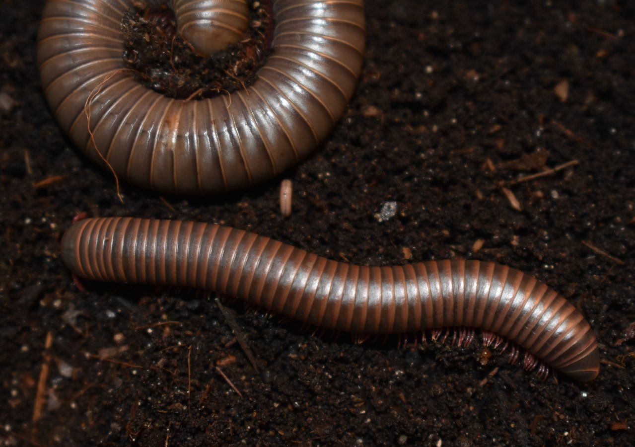 Narceus gordanus and Narceus sp. 'North Carolina'