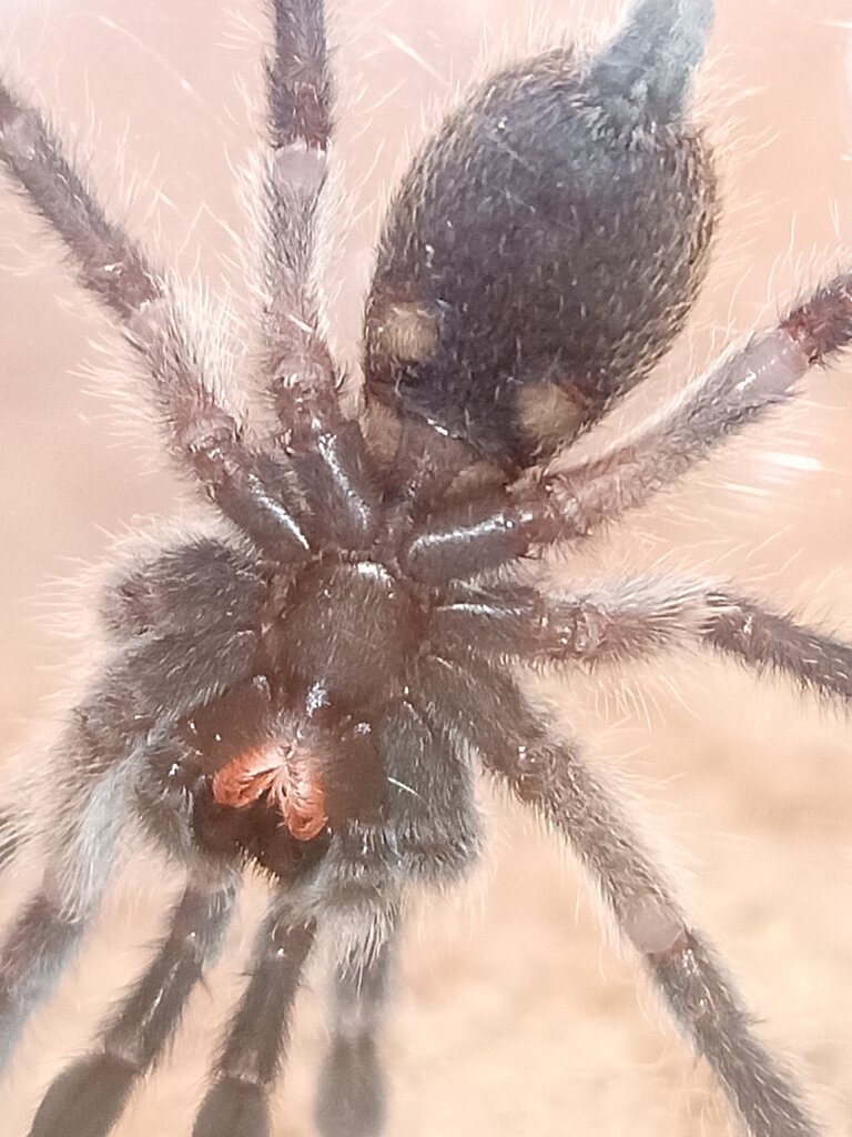 Nearly 2" Monocentropus balfouri