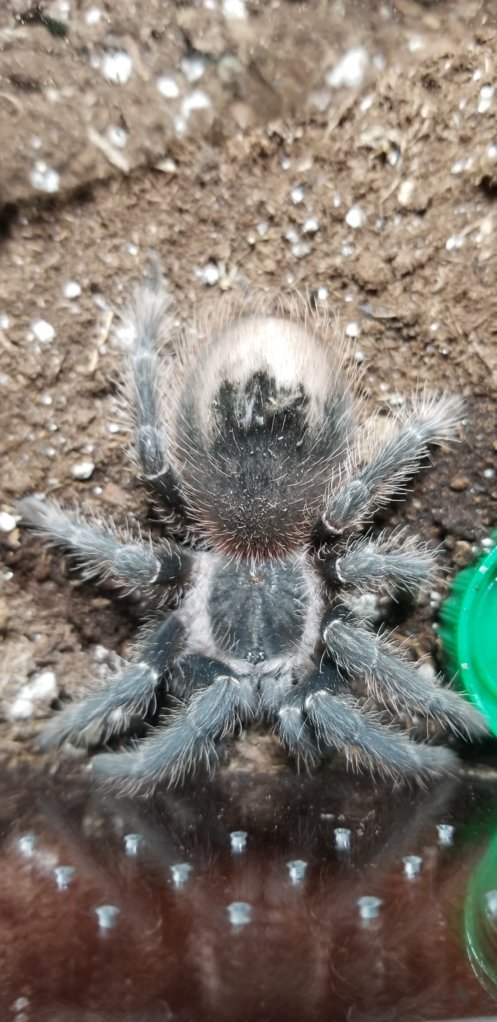 Need an ID if possible (Lasiodora striatipes?)