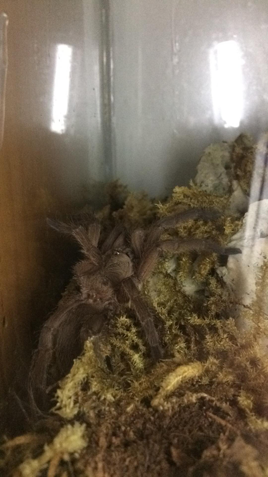 Need help identifying this chilobrachys sp