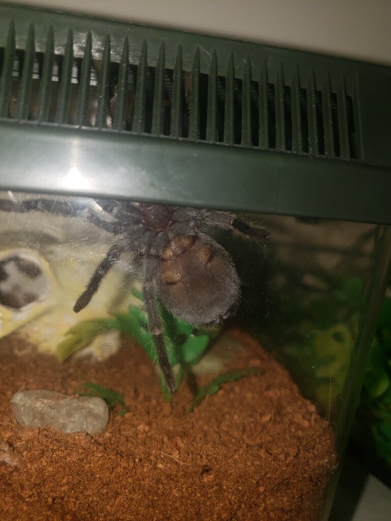 Need Help Sexing 3+" G. pulchra!!