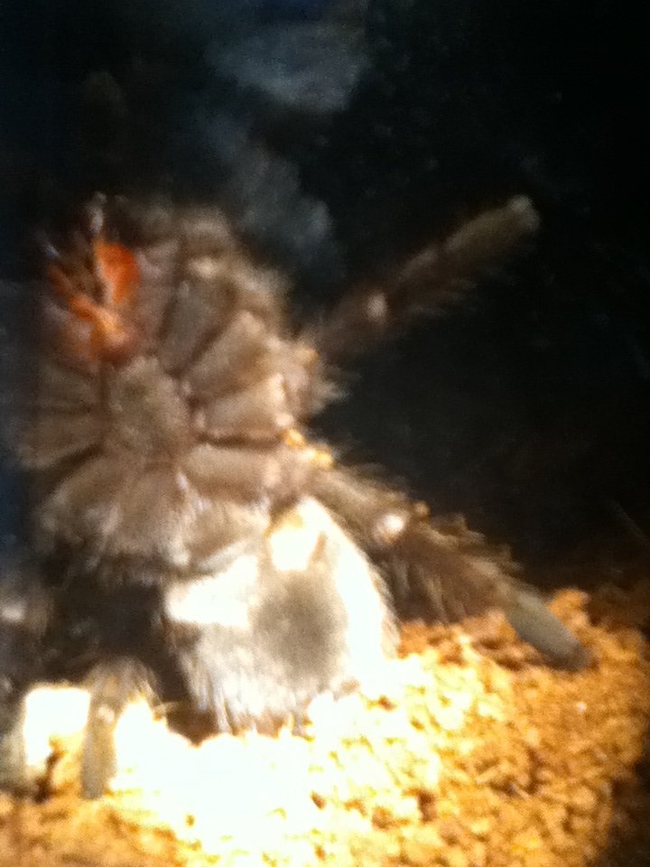Need Help Sexing My Aphonopelma